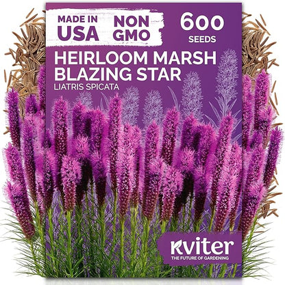 KVITER 600 Marsh Blazing Star Seeds for Planting (Liatris Spicata) – Gayfeather Dense Meadow Blazing Star Seed Packet – Heirloom Seed, Perennial Wildflower Seeds Bulk for Garden, Containers, Outdoors