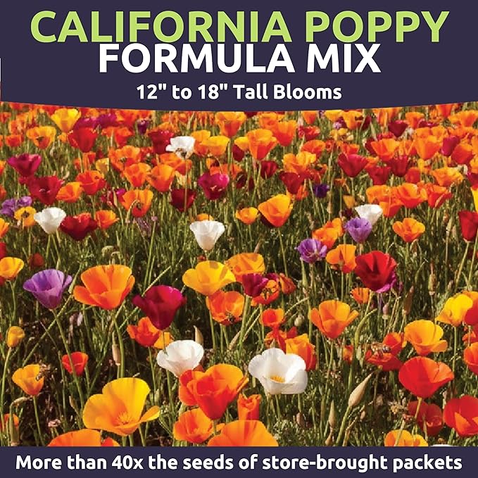 California Poppy – Formula Mix – Large 2 Ounces Seed Packet – 40,000 Flower Seeds for Planting – Eschscholzia californica