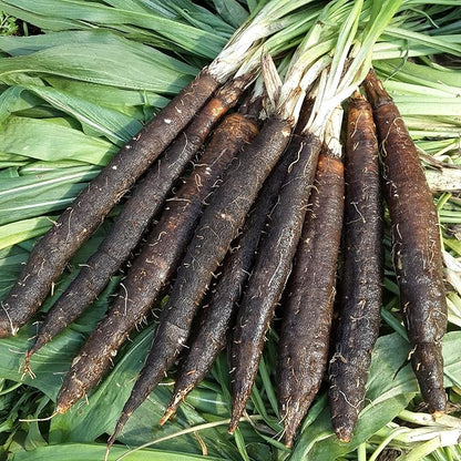 Seeds Salsify Black Root Scorzonera Heirloom Vegetable for Planting Non GMO