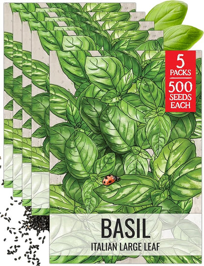 Seed Needs Basil Seeds for Planting Italian Large Leaf Herbs - Non-GMO Heirloom & Untreated - Grow an Indoor or Outdoor Home Grown Herb Garden (5 Packs)