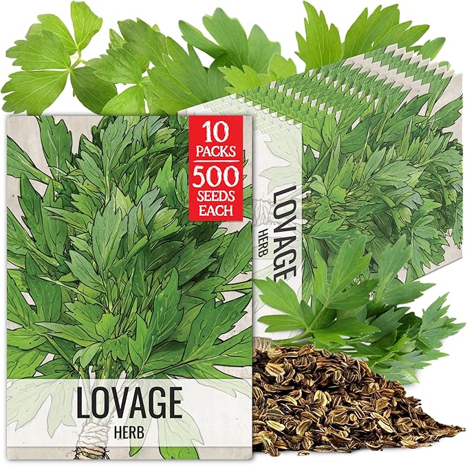 Seed Needs Lovage Seeds for Planting - Non-GMO Heirloom & Untreated Herbs to Plant a Medicinal/Culinary Home Grown Herb Garden Indoors or Outdoors (5 Packs)