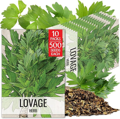 Seed Needs Lovage Seeds for Planting - Non-GMO Heirloom & Untreated Herbs to Plant a Medicinal/Culinary Home Grown Herb Garden Indoors or Outdoors (5 Packs)