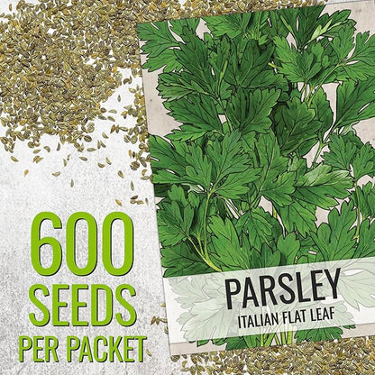 Seed Needs Italian Parsley & Dill Seeds for Planting Fresh Kitchen Herbs - Non-GMO Heirloom & Untreated Perennial Herb Seed to Plant a Culinary Garden Indoors or Outdoors (2 Packs)