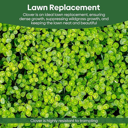 Mini White Clover Seeds 1LB, 4-6 inch Tall Perennial Dwarf Dutch Clover Trifolium Repens, Low-Maintenance, Ground Cover Small Green Leaf, Nitro Coated and Inoculated, USDA Zones 3-10