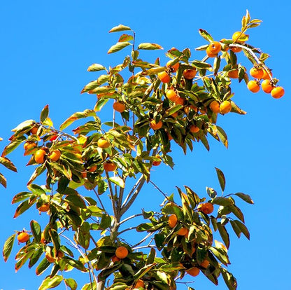 TomorrowSeeds - Japanese Persimmon Tree Seeds - 30+ Count - for 2026 Planting Diospyros Kaki Fuyu Hachiya Asian Chinese Oriental Sharon Perennial Fruit Grow Your Own Home Farm Patio Healthy