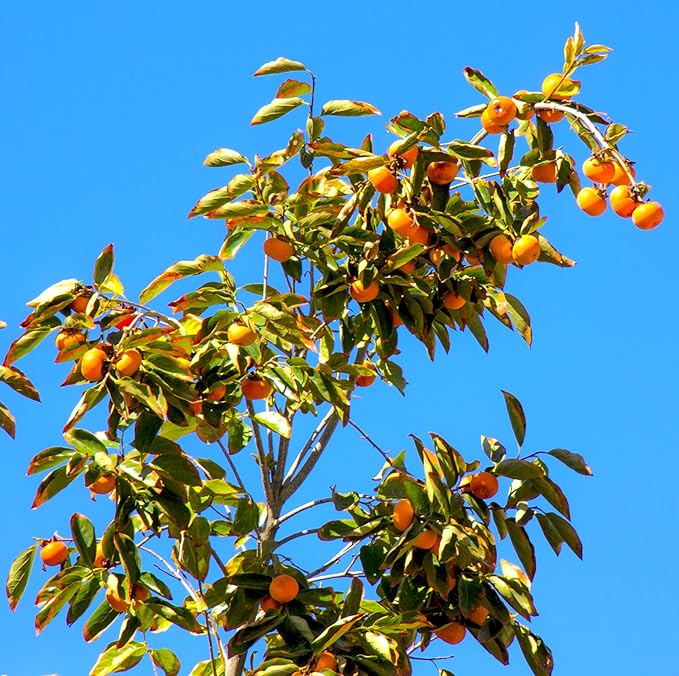 TomorrowSeeds - Japanese Persimmon Tree Seeds - 10+ Count - for 2026 Planting Diospyros Kaki Fuyu Hachiya Asian Chinese Oriental Sharon Perennial Fruit Grow Your Own Home Farm Patio Healthy