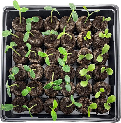 Jiffy Seed Starting Tray Kit - 36 Cell, Bonus 3 Pack, Seeding Starter Kit - 11 x 11 x 4.25 in - Plastic