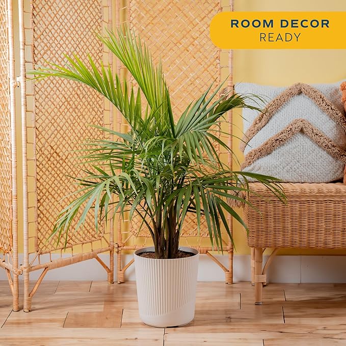 Costa Farms Majesty Palm Live Plant in Decorative Pot, Indoor Houseplant, Perfect for Home, Room, or Office Decor, Great House Warming or Birthday Gift, 3-4 Feet Tall