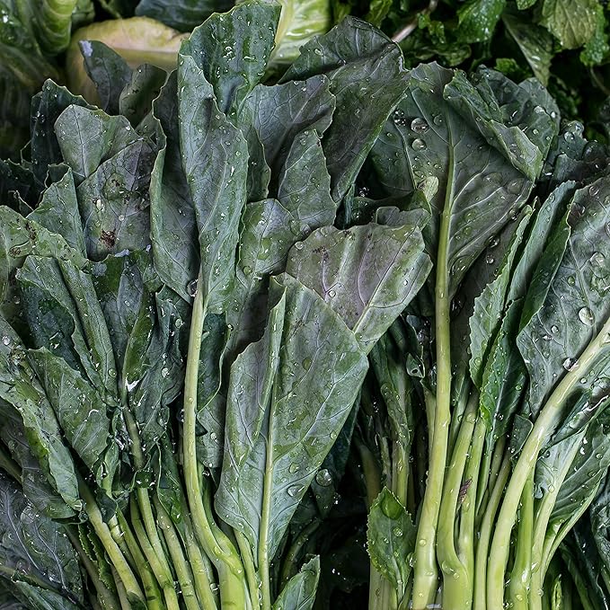 Chinese Broccoli-1000 Seeds,Kai LAN,GAI LAN,Brassica Alboglabra,Open Pollinated