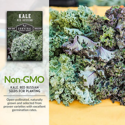 Red Russian Kale Seeds for Planting – Heirloom Red Kale – Cold Hardy for Fall & Spring Gardens – Edible, Frilly Blue-Green Leaves, Purple Stems - Survival Garden Seeds (2 Packs)