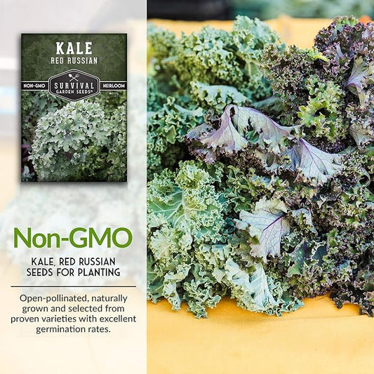 Red Russian Kale Seeds for Planting – Heirloom Red Kale – Cold Hardy for Fall & Spring Gardens – Edible, Frilly Blue-Green Leaves, Purple Stems - Survival Garden Seeds (2 Packs)