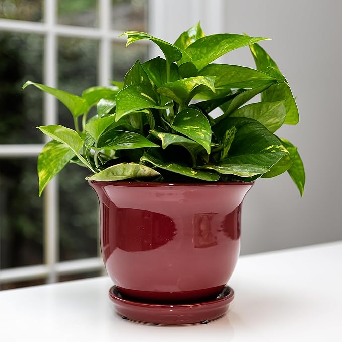 Garden & Home Red 6 Inch Indoor Ceramic Plant Pot with an Attached Saucer and Drainage Hole for House Plants, Herbs, Flowers, Succulent Plants, Snake Plants, Gifts for Mom