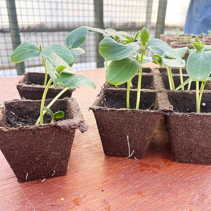 Jiffy Seed Starting Strips - Biodegradable, Plant Starter Pots, 10 Cell, 50 Strips - Peat