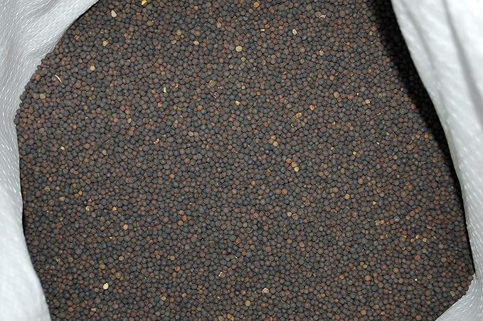 Hairy Vetch Legume Seed by Eretz - Willamette Valley, Oregon Grown (1lb)