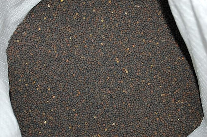 Hairy Vetch Legume Seed by Eretz - Willamette Valley, Oregon Grown (1lb)