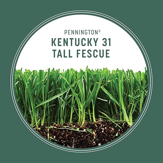 Pennington Kentucky 31 Tall Fescue Penkoted Grass Seed 3 lb,(Pack of 8)