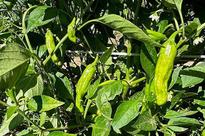 Plant Good Seed Organic Shishito Pepper Seeds - Pack of 30, Heirloom Seeds for Planting Vegetables - Gardening Supplies, Fruit, Chili, Vegetable Garden - Non-GMO, Open Pollinated, from USA