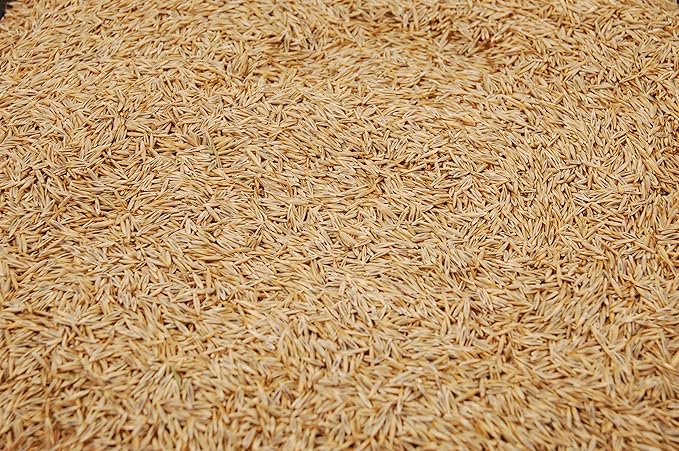 Creeping Red Fescue Seed by Eretz (1lb) - Choose Size! Willamette Valley Oregon Grown, No Fillers, No Weed or Other Crop Seeds, Premium Shade Grass Seed.