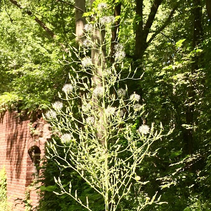 Palm Beach Medicinal Herbs - Wild Lettuce (Lactuca virosa) - Packet of 50 Seeds