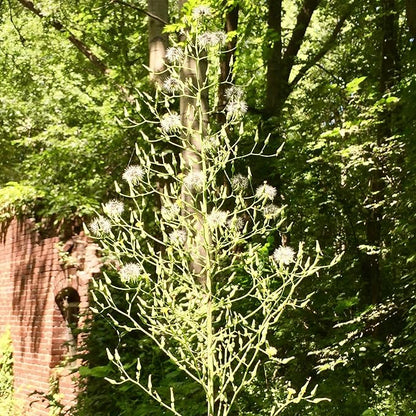 Palm Beach Medicinal Herbs - Wild Lettuce (Lactuca virosa) - Packet of 50 Seeds