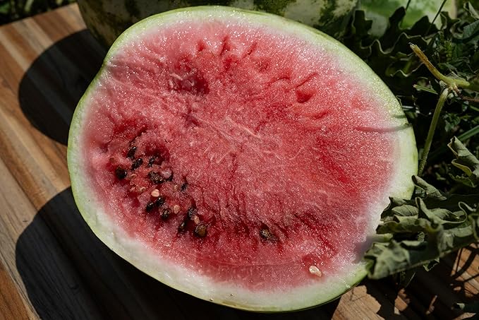 Plant Good Seed Organic Sweet Dakota Rose Watermelon Seeds for Planting: Fast Growing, Appropriate for Cooler Summer Climates, 15-20 Pound Fruits - 20 Seed Packet