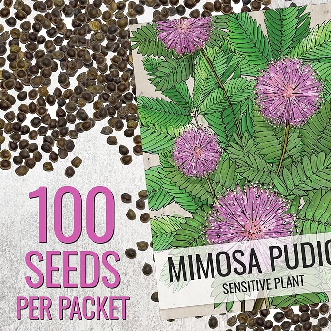 Seed Needs Sensitive Plant Seeds for Planting Mimosa pudica - Heirloom & Open Pollinated Annual Flowers - Pink Blooms with Leaves That React to Touch (2 Packs)