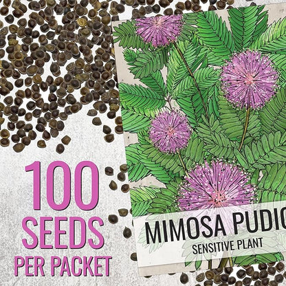 Seed Needs Sensitive Plant Seeds for Planting Mimosa pudica - Heirloom & Open Pollinated Annual Flowers - Pink Blooms with Leaves That React to Touch (2 Packs)