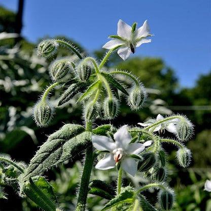 Outsidepride White Borage Seeds for Planting – 1000 Pcs. Annual, Drought-Tolerant Herb Seeds with Star-Shaped Blooms, Attracts Bees for Pollinator Gardens, Summer Teas, Decoration & Culinary Use