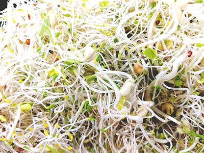 Variety Pack Sprouting Seeds. One Pound. Includes one Pack of Broccoli, Alfalfa, Radish & Mung Beans. for Sprouts and Microgreens. Non-GMO. Seeds for Jar or Trays. Each Pack is a Quarter Pound