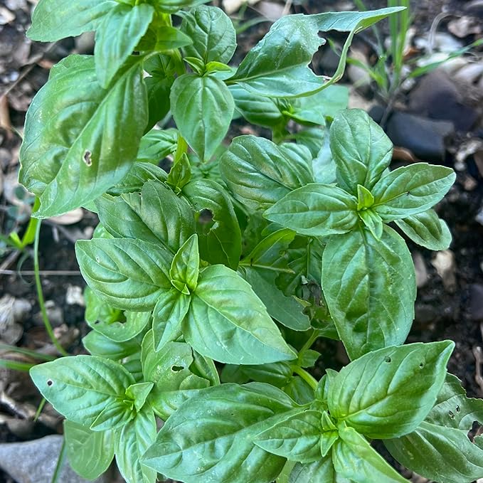 Plant Good Seed Prospera F1 Basil Seeds Seeds for Planting: Perennial Herb, Green Leaves - 150 Seed Packet