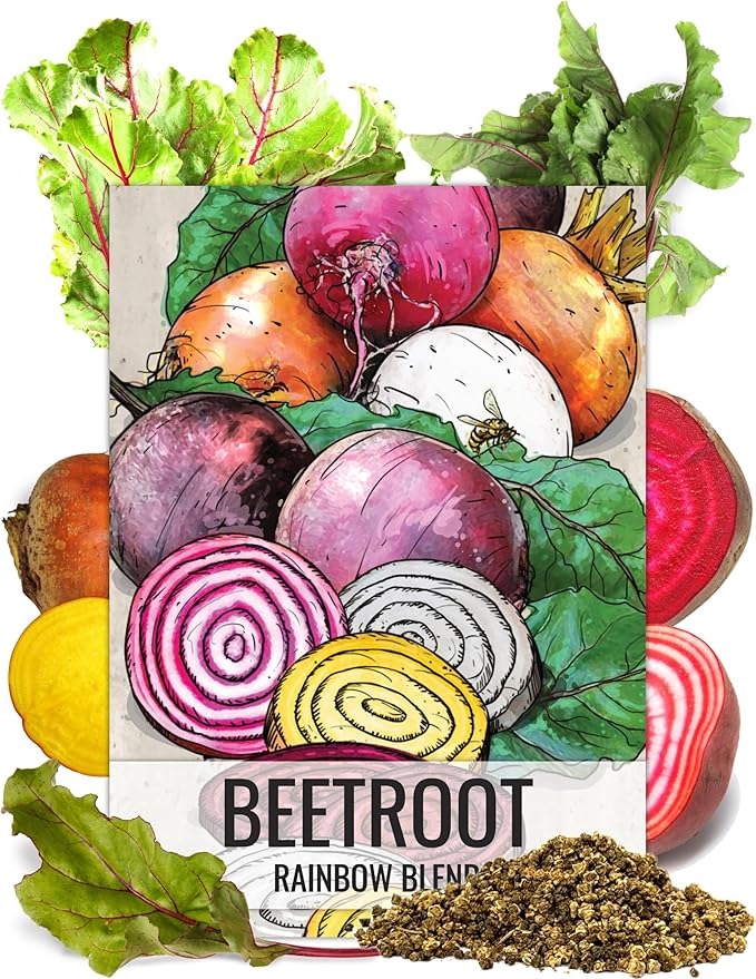Seed Needs Rainbow Beet Seeds for Planting 8 Varieties | 1,500+ Heirloom Seeds Beet Beta Vulgaris Non GMO Untreated | Great Home Garden Favorites Vegetable Beet Seed | Bulk