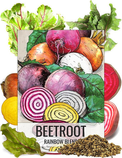 Seed Needs Rainbow Beet Seeds for Planting 8 Varieties | 1,500+ Heirloom Seeds Beet Beta Vulgaris Non GMO Untreated | Great Home Garden Favorites Vegetable Beet Seed | Bulk