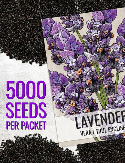 Seed Needs English Lavender Seeds for Planting Lavendula angustifolia Plants - Non-GMO Heirloom & Untreated USA sourced Herb Seeds to Plant Indoors or Outdoors (XL Pack)