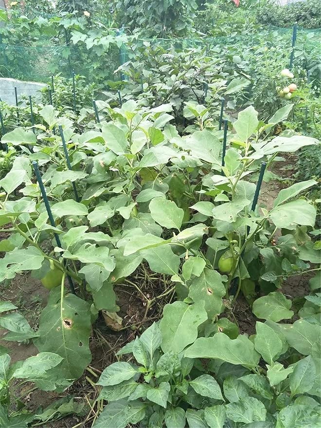 Garden Stakes 24 Inches Steel Plant Stakes Tomato Stakes 2ft Pack of 25