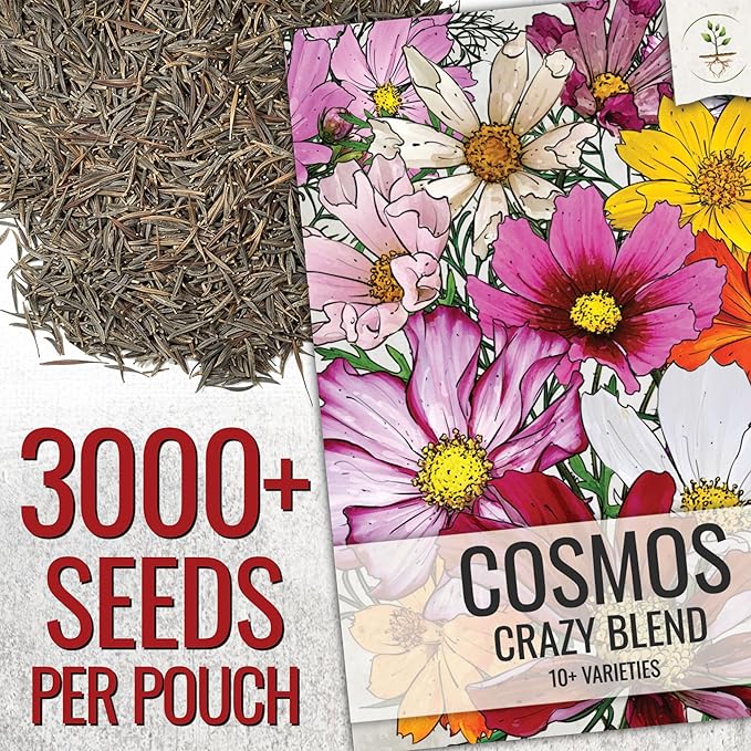 Seed Needs Flower Seeds Cosmos Crazy Blend No Filler 10+ Varieties | Cosmo Bipinnatus Open Pollinated Untreated | Resealable Packaging Keeps Seeds Fresh | Cosmos Flowering Seed Mix (10 Bulk Packs)