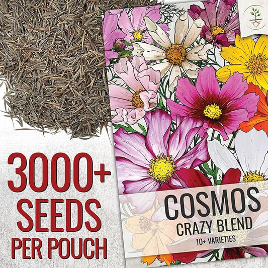 Seed Needs Flower Seeds Cosmos Crazy Blend No Filler 10+ Varieties | Cosmo Bipinnatus Open Pollinated Untreated | Resealable Packaging Keeps Seeds Fresh | Cosmos Flowering Seed Mix (2 Bulk Packs)