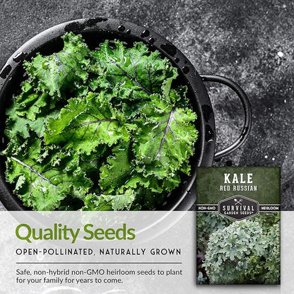 Red Russian Kale Seeds for Planting – Heirloom Red Kale – Cold Hardy for Fall & Spring Gardens – Edible, Frilly Blue-Green Leaves, Purple Stems - Survival Garden Seeds (1 Pack)