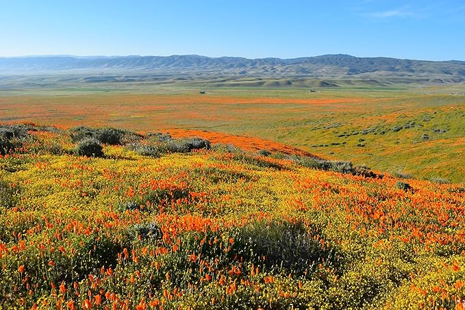 California Poppy | Flower Seed Grow Kit | The Jonsteen Company