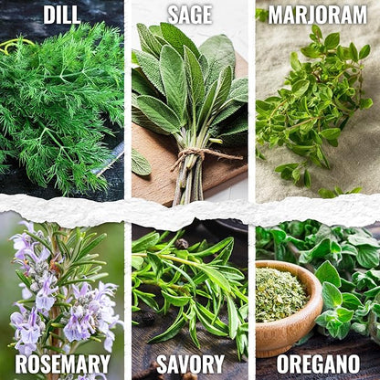 Seed Needs Herb Seeds Variety Pack Culinary Herb Collection (12 Individual Packets for Planting Indoors or Outdoors) Grow Your Own Herb Garden - Heirloom, Non-GMO