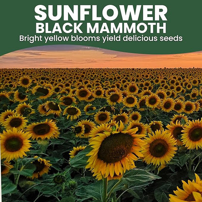 Black Mammoth Sunflower - Bulk 1/4 Pound Pouch - 1,000 Flower Seeds for Planting - Helianthus annuus