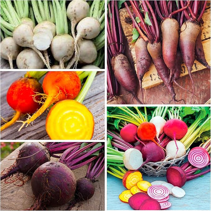 Seed Needs Rainbow Beet Seeds for Planting 8 Varieties | 1,500+ Heirloom Seeds Beet Beta Vulgaris Non GMO Untreated | Great Home Garden Favorites Vegetable Beet Seed | Bulk