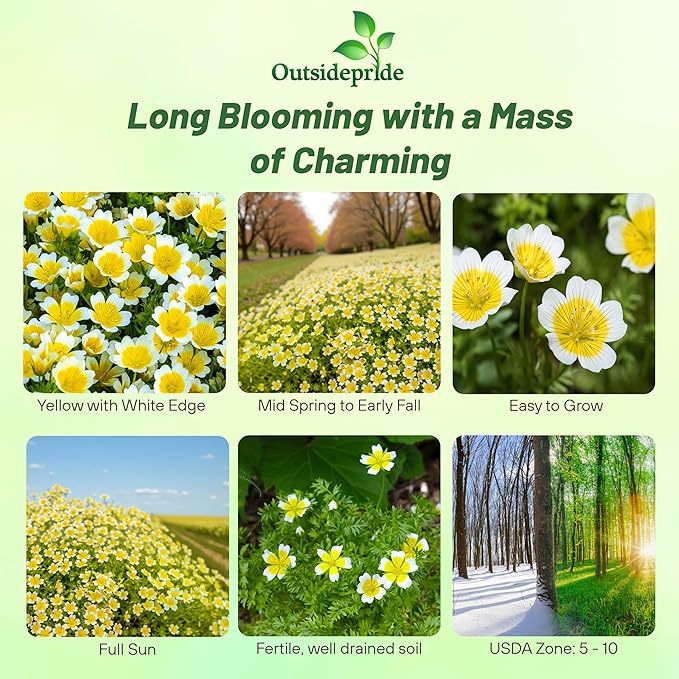 Outsidepride Meadowfoam Seeds - 1000 Pcs. Annual, Self-Seeding & Low Maintenance, Ground Cover Seeds for Planting Fragrant Yellow-White Blooms, Great for Gardens, Borders, & Container Displays