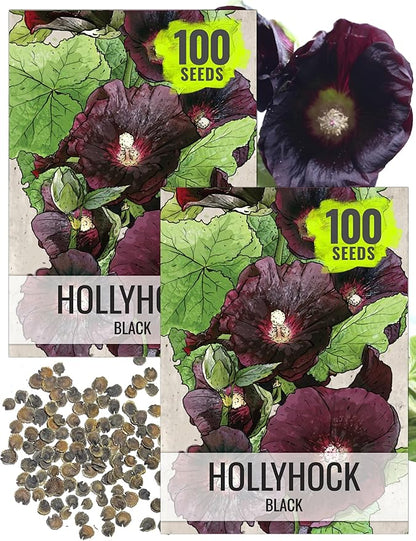 Seed Needs, Black Hollyhock Seeds - 100 Heirloom Seeds for Planting Alcea rosea - Great for Gothic Gardens, Open Pollinated Biennial That Attracts Pollinators (2 Packs)