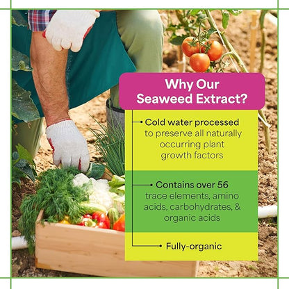 Grow More Liquified Seaweed Extract Fertilizer for Plants - 16oz of Liquefied Natural Liquid Kelp Fertilizer - 11% Organic Kelp Plant Food for Transplant Protection & Root Development