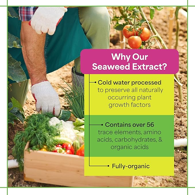 Grow More Liquified Seaweed Extract Fertilizer for Plants - 1 Gallon of Liquefied Natural Liquid Kelp Fertilizer - 11% Organic Kelp Plant Food for Transplant Protection & Root Development