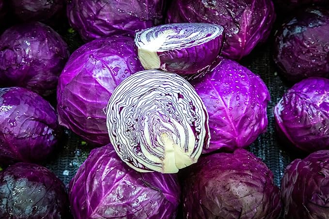 Red Acre Cabbage Seeds for Planting – Plant & Grow Heirloom Red Acre Cabbage in Home Outdoor Vegetable Garden, Brassica oleracea VAR. capitata– 5 Packets