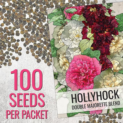 Seed Needs, Double Majorette Hollyhock Seeds - 100 Heirloom Seeds for Planting Alcea rosea - Mixed Biennial Flower That Attracts Pollinators to The Garden (2 Packs)