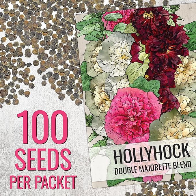 Seed Needs, Double Majorette Hollyhock Seeds - 100 Heirloom Seeds for Planting Alcea rosea - Mixed Biennial Flower That Attracts Pollinators to The Garden (5 Packs)