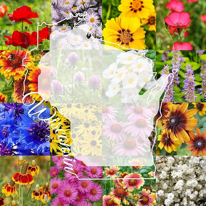 Wisconsin Bulk Perennial Wildflower Seed Mix 1lb Covers 2,000sq-ft - Attract Pollinators, Multi-Color Blooms - Midwest US Species Plant in Spring/Fall - Earth-Friendly Packaging (1/2 Pound)