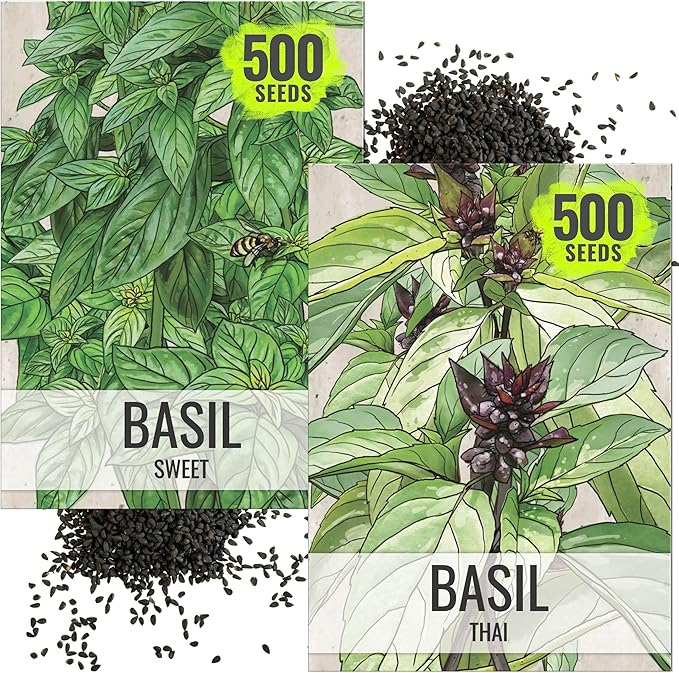Seed Needs Genovese Basil/Thai Basil Seeds for Planting Fresh Kitchen Herbs - Non-GMO Heirloom & Untreated Annual Herb Seed to Plant a Culinary Garden Indoors or Outdoors